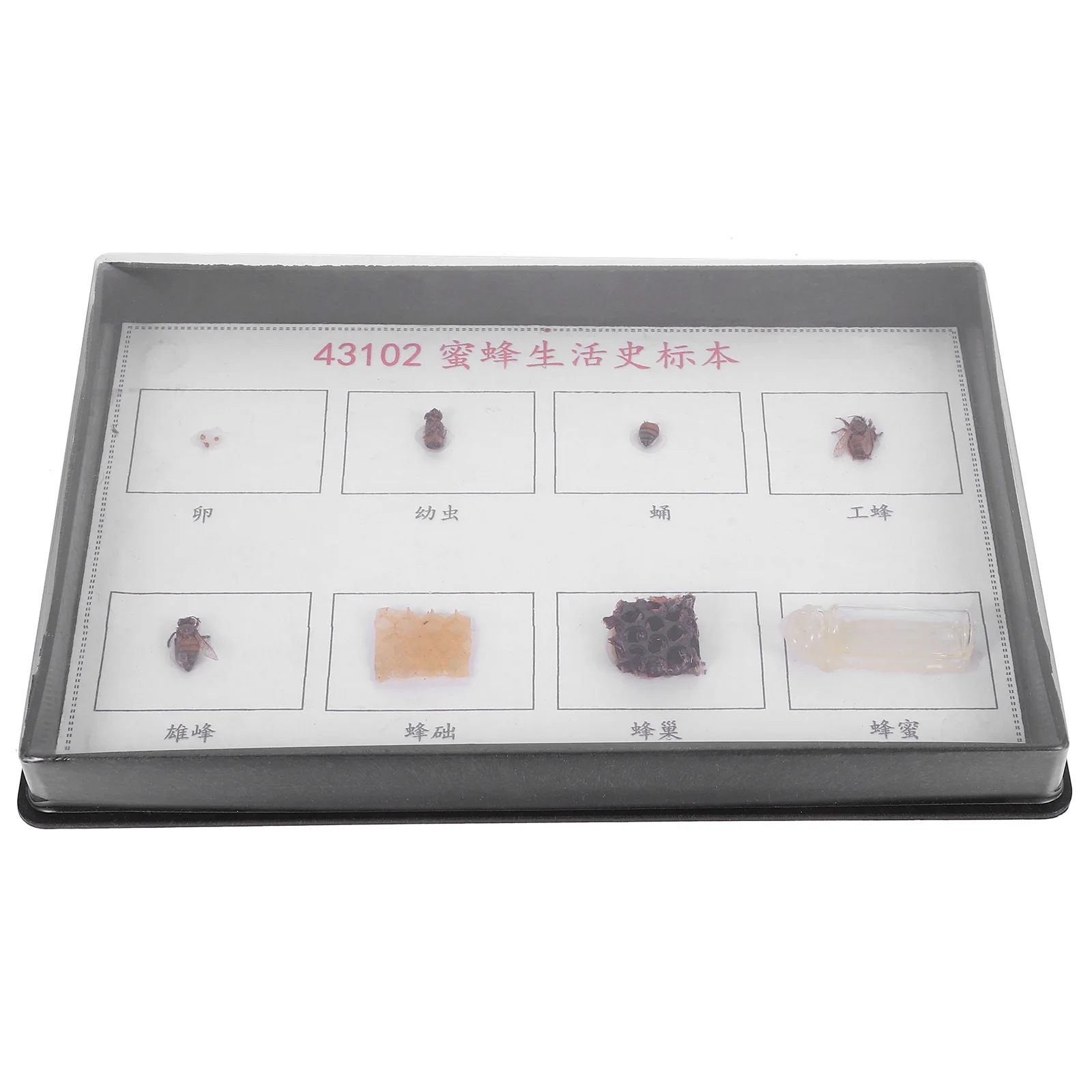 

Bee Specimen Science Classroom Specimens Cycle Model Cartoon Education Insect Wood Stationery Beetle