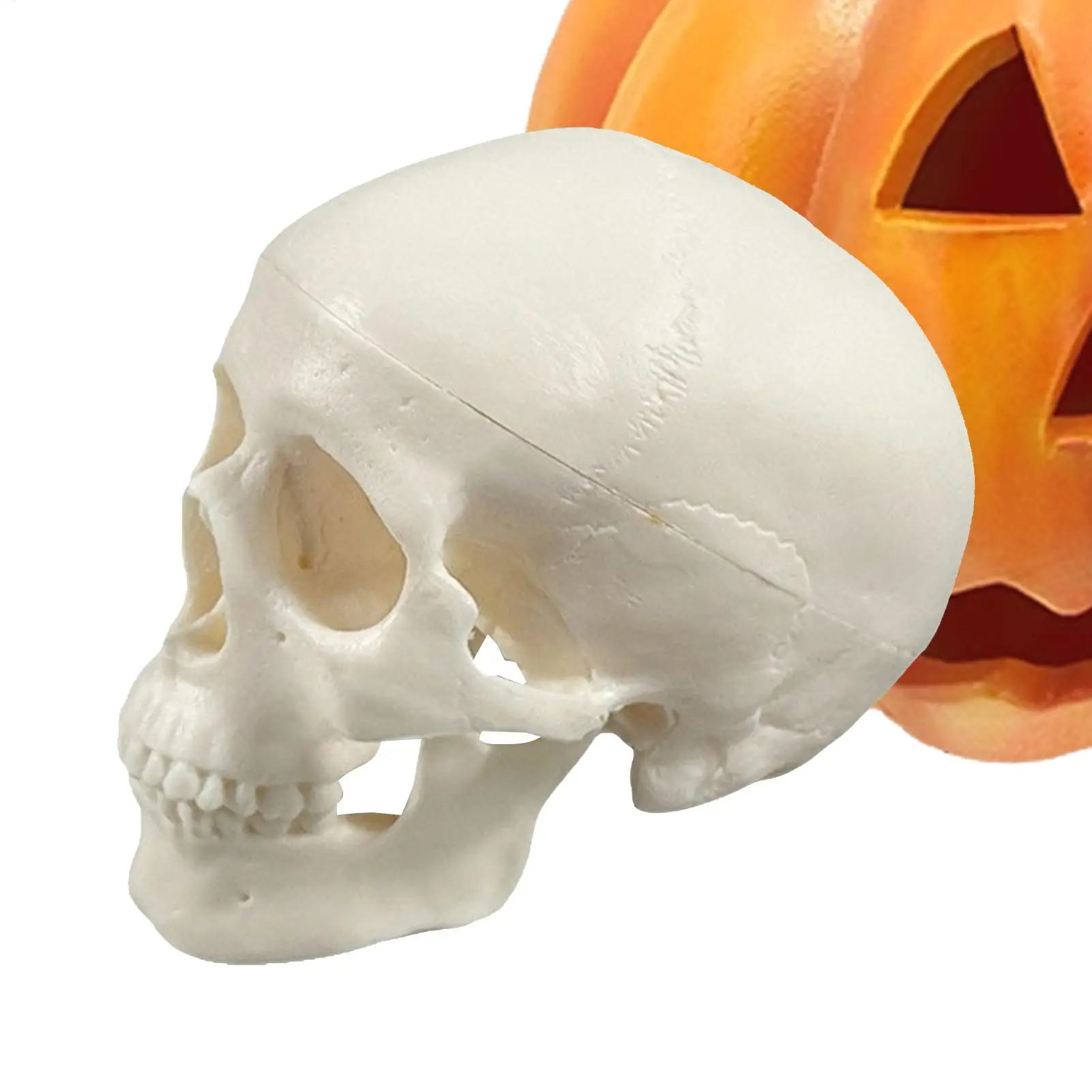 Human Skull Mini Skeleton Head Realistic Skull Anatomy Teaching Study Tool for Learning Classroom Home Display Halloween Decor