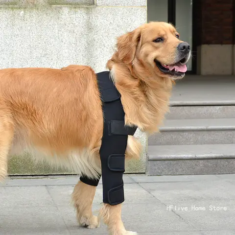Genouillère pour chien, blessures, attelle chirurgicale pour les articulations, blessures du chien, guérit l'arthrite des jambes avant canines, prévient les fournitures pour chiens