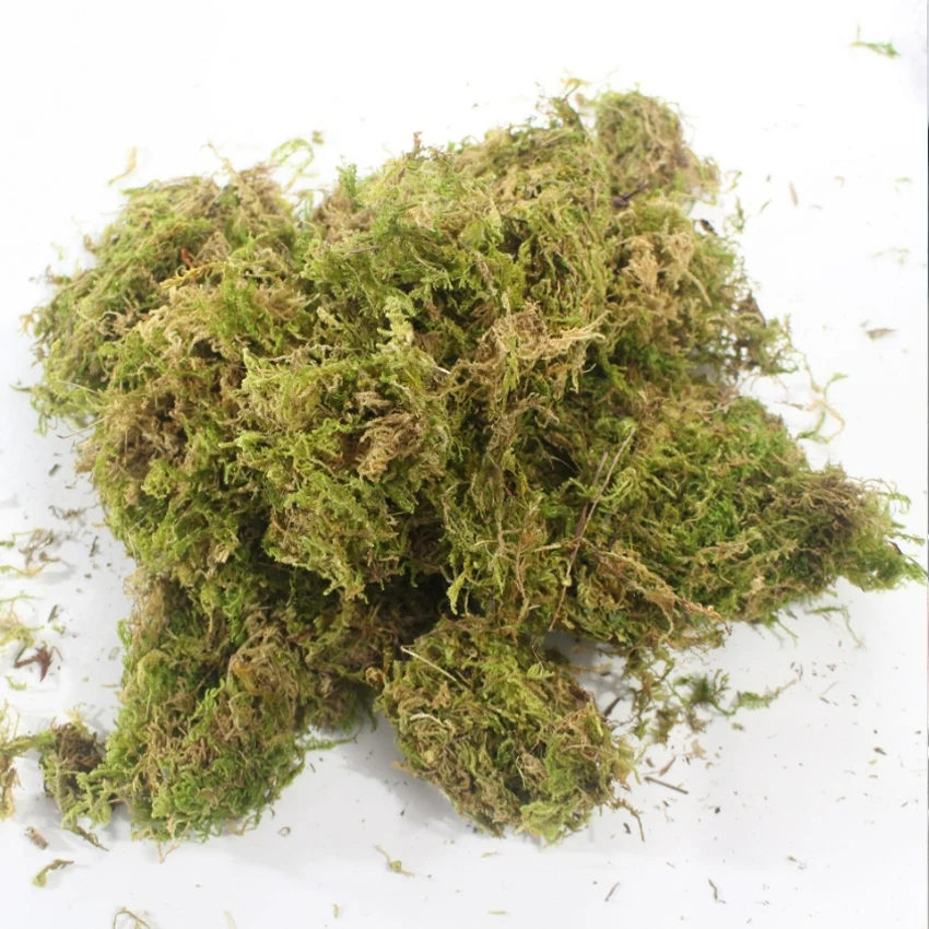 Preserved Moss Sheet - Natural Dried Moss, Artificial Moss for
