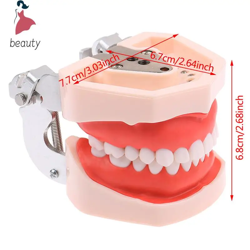 Modelo de dientes dentales de medicina, herramienta de estudio de enseñanza, dentista estándar, juguete de estudiante, 28