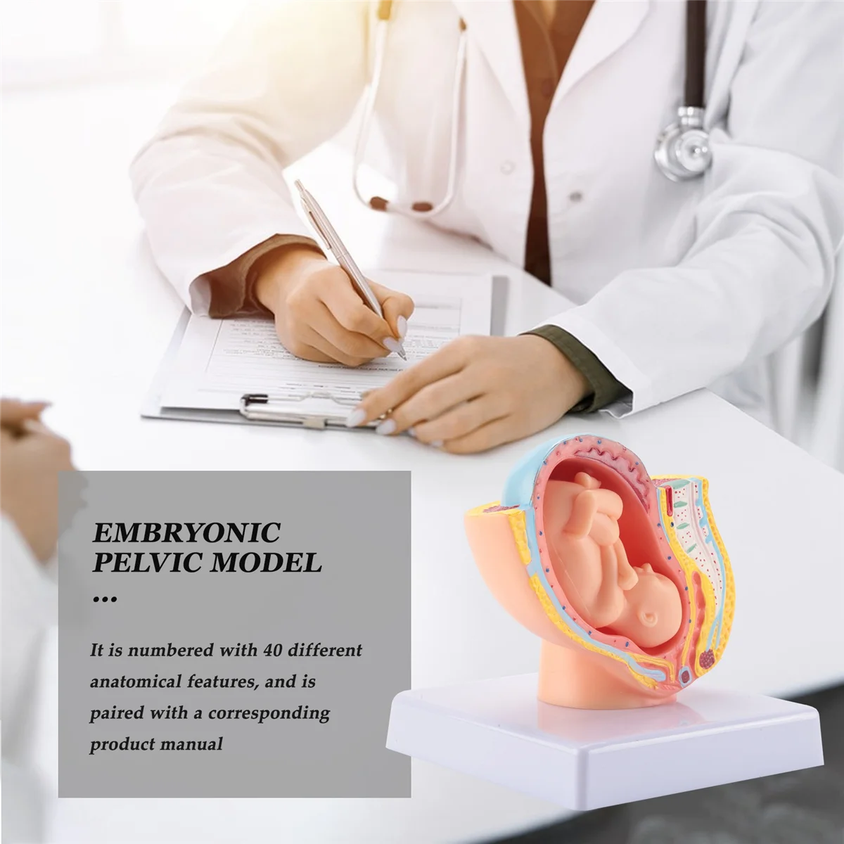 A06K Menschliche Schwangerschaft Fötale Entwicklung 9. Monat Embryonisches Beckenmodell Fötus Fötus Schwangerschaft Anatomie des Plazentamodells