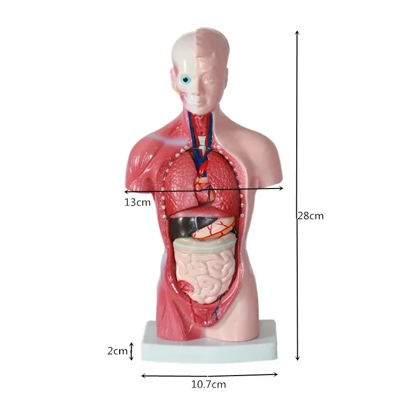 26CM New Human Torso Body Model Anatomy Anatomical Medical Internal Organs For Teaching Biological Educational Toys