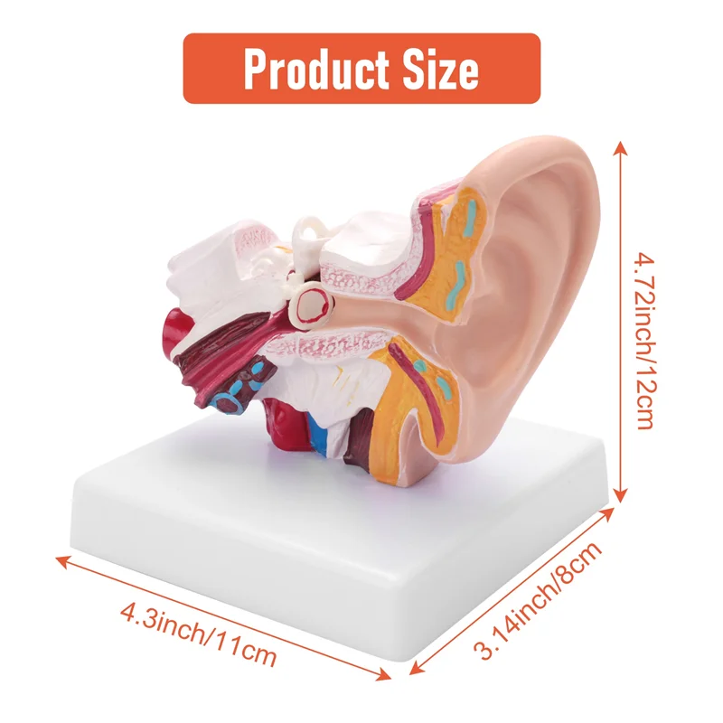 A42Z-1.5 Times Human Ear Anatomy Model Showing Organs Structure Of The Central And External Ears Teaching Supplies