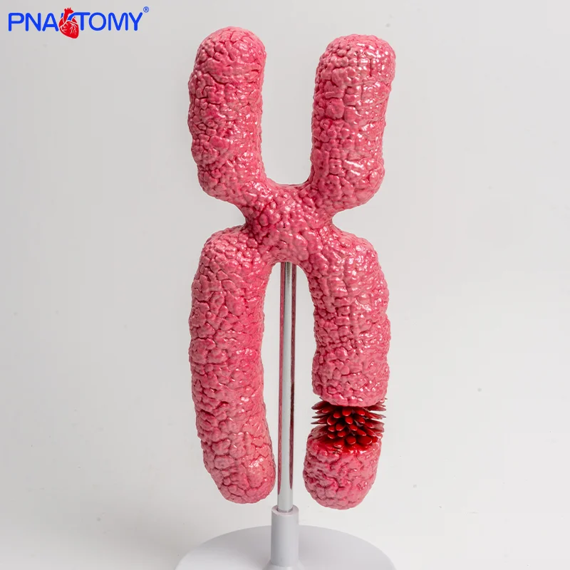 

A Teaching Aid for High School Biology Experiments on Meiosis Involving the X Chromosome Model
