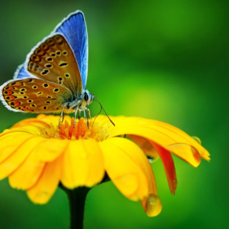 

Вал передней оси из нержавеющей стали и задний приводной вал для TRXS 1/10 Ford Fiesta ST Rally RC Car Upgrade Parts