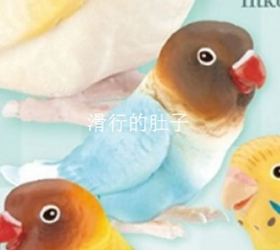 [재고 있음] 일본 샤인-G 긴 꼬리 앵무새 '귀여운 삶' 피규어 - 가샤폰 수집품 Decorb 사랑스러운 새 테마 장난감