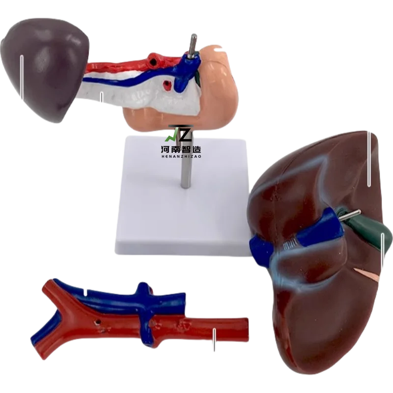 

Анатомическая модель печени, поджелудочной железы и двенадцатиперстной кишки человека для медицинского обучения