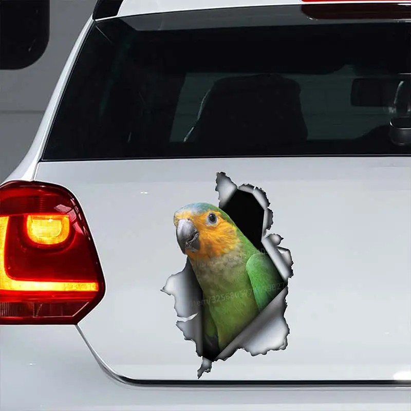 

St. Thomas Brown Throated Conure Car Sticker Waterproof Vinyl Decal Decal on Bumper Rear Window Laptop Self-adhesive Decal SH31