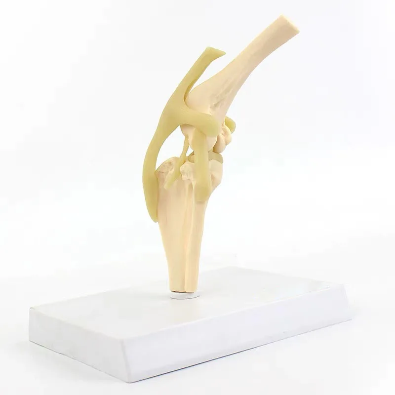 

Dog Knee Joint Model Animal Anatomical Model Medical Science Teaching Resources