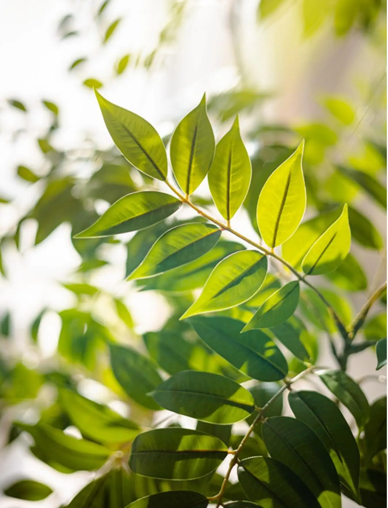 77–135 cm (53,1 Zoll) künstliche Geigenblätter, Ficus-Feigenpflanze für den Außenbereich, Hof, Garten, Balkon, Innenbereich, Heim- und Bürodekoration – Detail 27