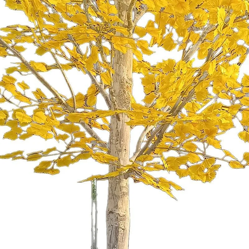 

Simulation Birch Tree Ginkgo Tree Window Decoration Landscaping Indoor and Outdoor Landscape Floor Green Plants