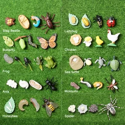Plastic Animals Insects Growth Life Cycle Model Figures Turtle,Butterfly,Ladybug,Frog,Honeybee,Ant,Spider Educational toys
