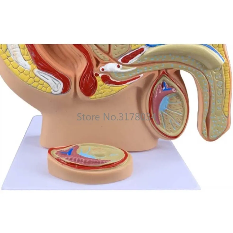 Male Pelvic Cavity Sagittal Section Model Human Reproductive System Genital Organ Demonstration Teaching Anatomical Model