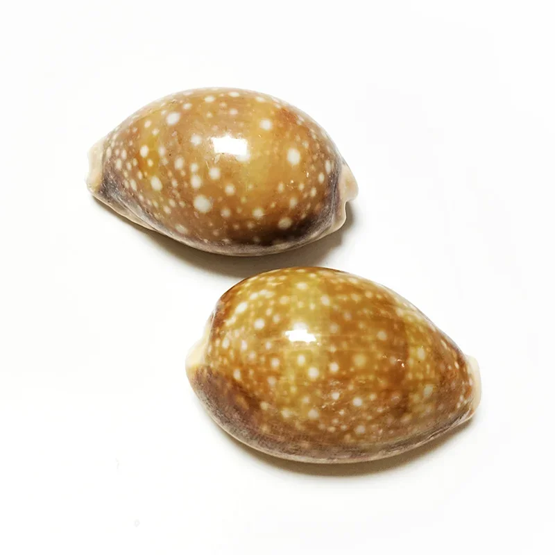 2PC Polished Pacific Deer Cowrie Sea Shells, Natural Lyncina Vitellus Conch Nautical Specimen Hermit Crab Replacement Home Decor