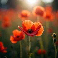 

RUSHFPV RUSH TANK SOLO 5.8G VTX видеопередатчик с ЧПУ, 48 каналов, 1,6 Вт, встроенный микрофон высокой мощности для гоночного дрона RC FPV