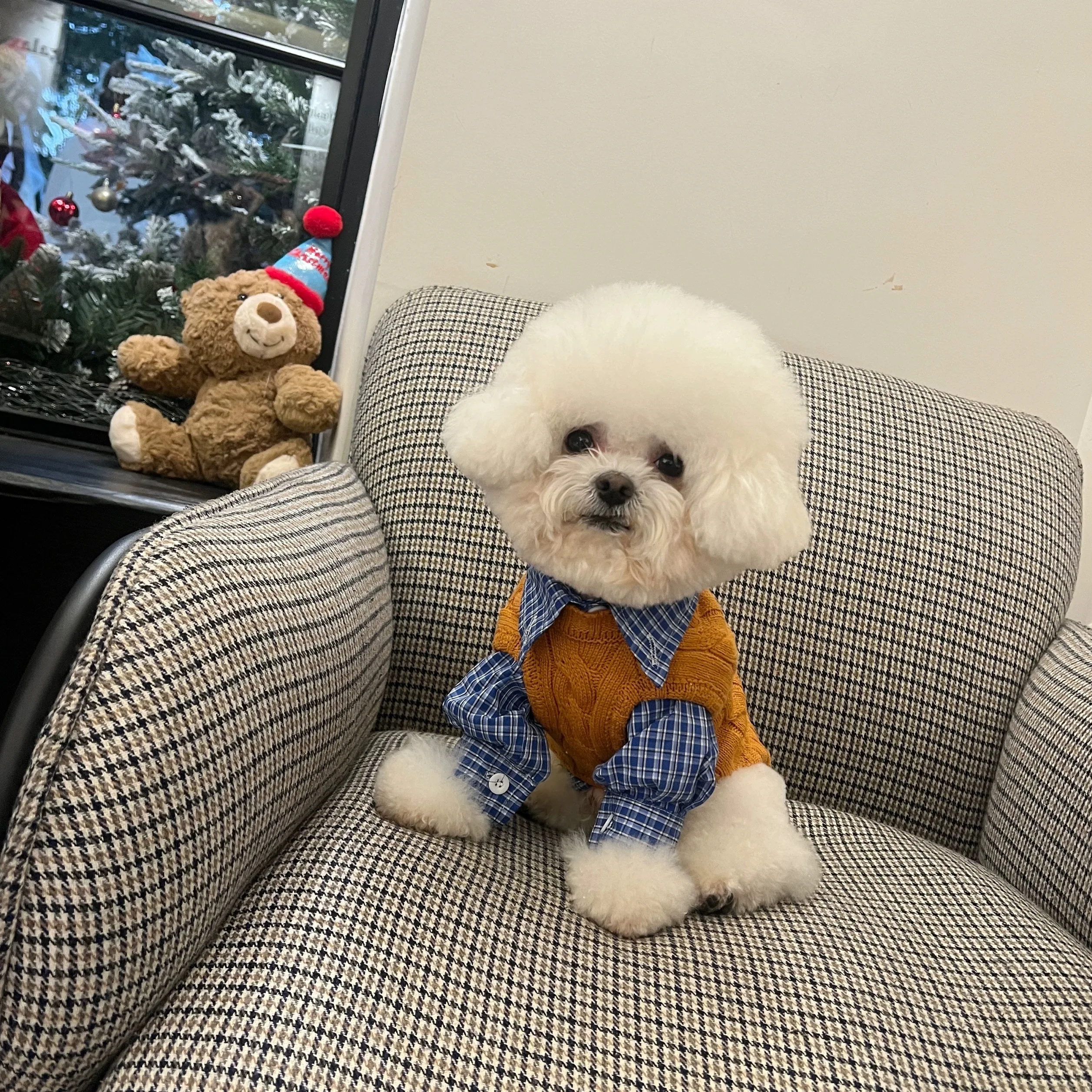 

Golden Yellow Classic Twisted Knitted Sweater In Korean Fashion Trend Style - Pet Coat With Checkered Shirt For Little Dogs