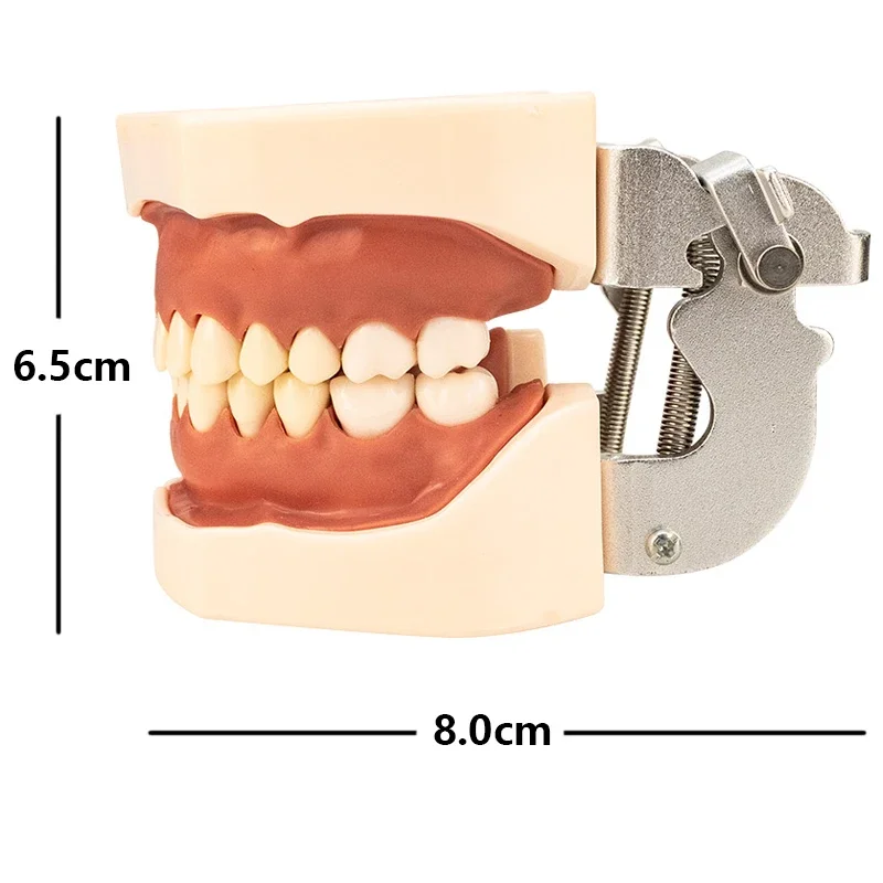 28/32Pcs Tanden Model Tandheelkundige Leermodel Zachte Gom Tanden Hars Typodont Tanden Model Voor Tandarts Praktijk Het Bestuderen Van Tandarts Tools