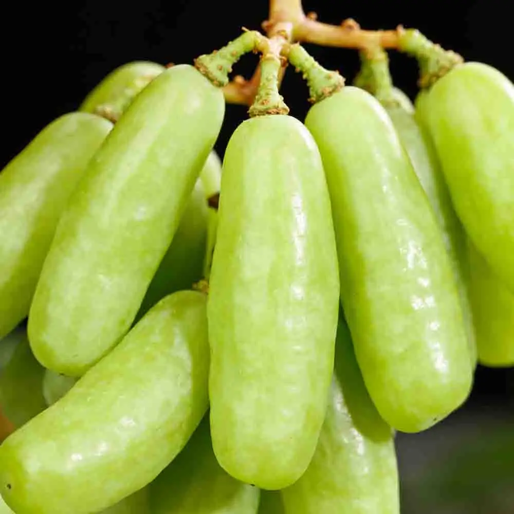 Speedybee Speedy Be…