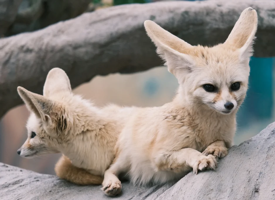 

Sulong SL301 1:14 Alloy RC Car - 4WD Mountain Off-Road Climbing, High-Speed Racing Toy for Boys