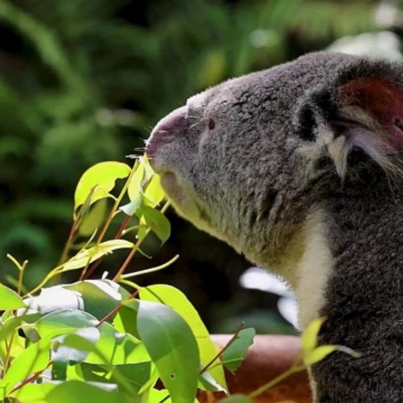سبيكة الروبوتية لتقوم بها بنفسك هيكل السيارة لتقوم بها بنفسك سيارة روبوت مع TT موتور مجموعة 1 طبقة دبابة مع جهاز للتحكم عن بُعد الهيكل بنة المحرك 3-9 فولت الزاحف الذكية #1