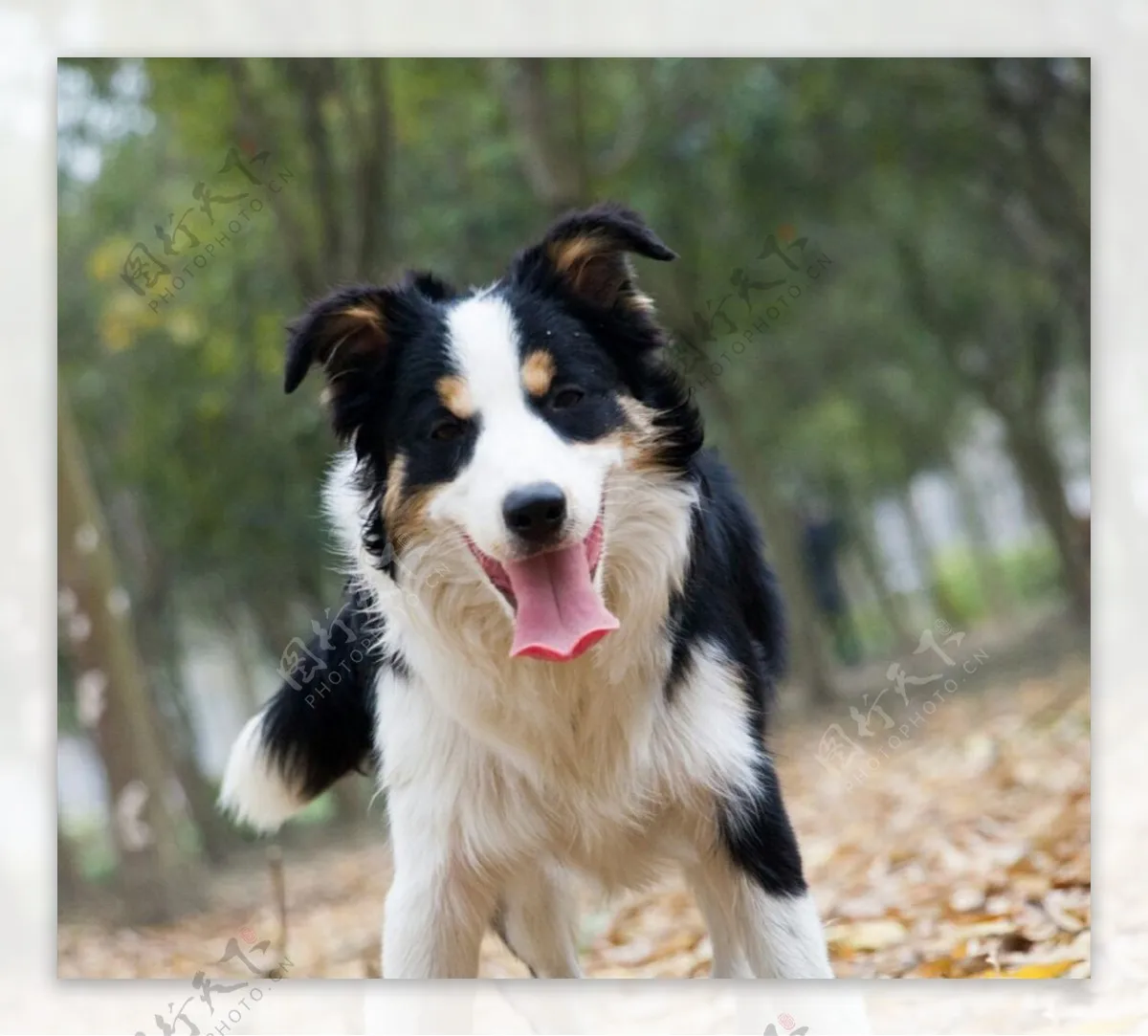 

ARRMA 1/7 Infraction Tire D266 101×44mm 12mm Hex 4PCS Set for KM Rally/X3GT/Limitless RC Upgrade