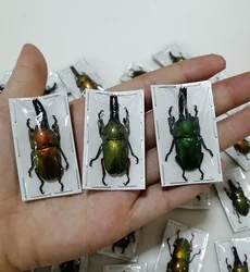 1 Pc Insect specimen Indonesian golden spade beetle photography props specimen ornaments hobby collection