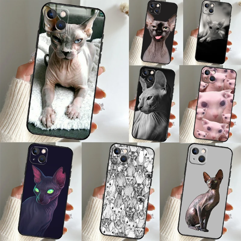 Sphynx Sphinx Cat C… - image