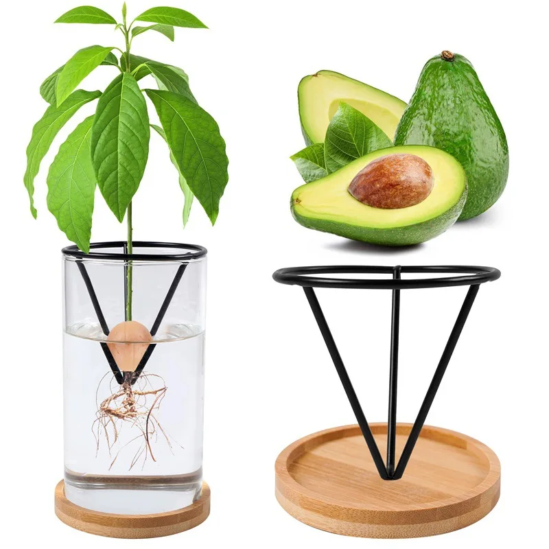 Hydroponic Glass Avocado Seed Vase Avocado Growing Triangular Holder With Triangle Bracket And Bamboo Base Sprouting Plant Pot