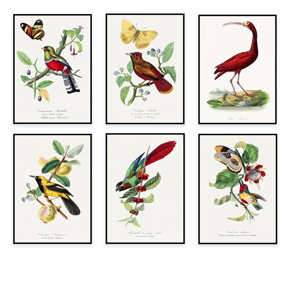 

Roseate spoonbill, northern robin, chaffinch, long-tailed finch, yakama, crested ibis, poster by French illustrator Paul Gervais