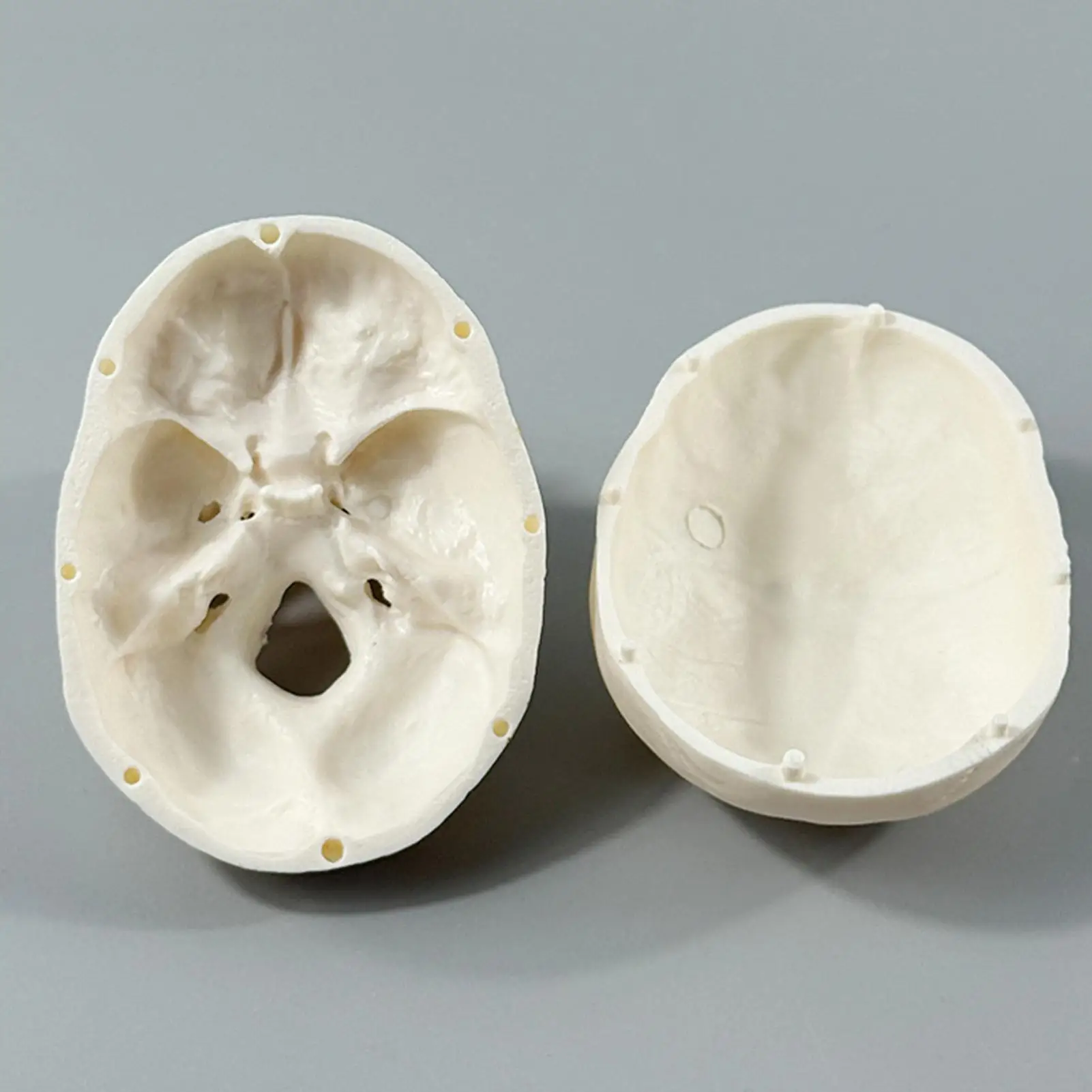 Skull Anatomy Model Mini Skeleton Head Realistic Skull Anatomy Teaching Study Tool for Learning Classroom Home Display Halloween