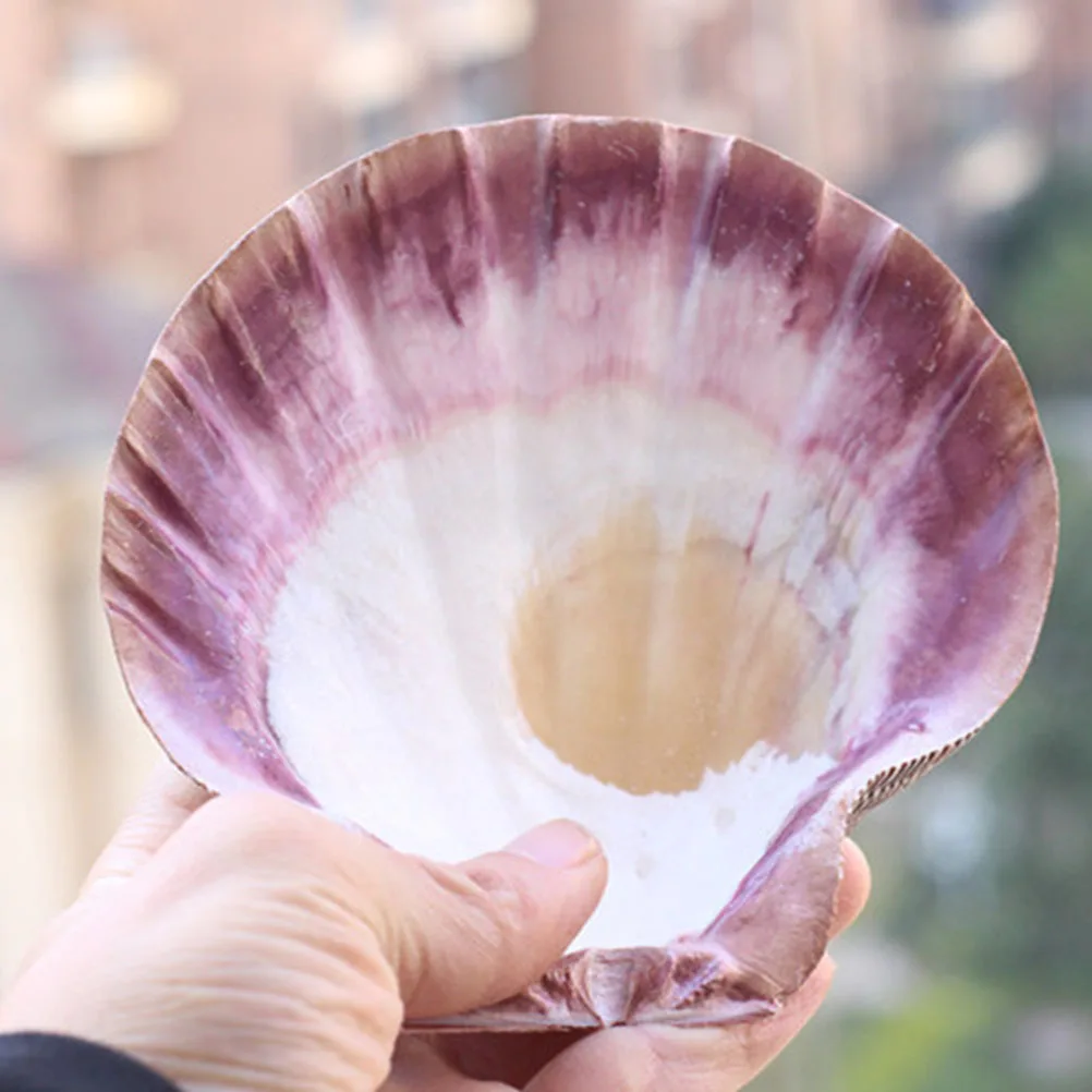 

2Pcs Natural Shell Decoration Durable Abalone Shell Photo Prop Aquarium Fish Tank Ornament DIY Craft Material Sea Shells