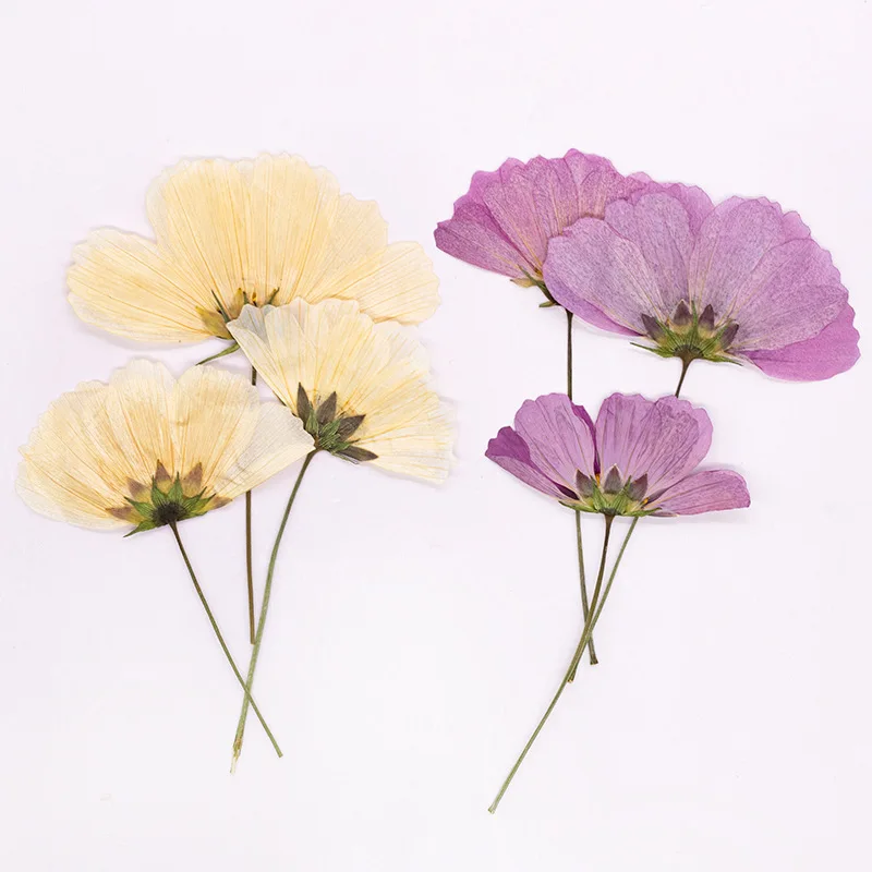 12 Stück, gepresste Gesang-Blume, echtes Trockenblumen-Zubehör für DIY-Lesezeichen, Gesichtsdekoration und handgefertigte Tropfkleber-Telefonhülle, Fotorahmen – Detail 5