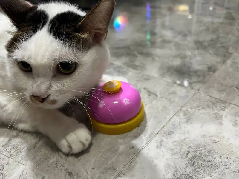 Pet Toys Bell for Dogs Cat Training Interactive Toy Called Dinner Small Bells Footprint Ring Trainer Feeding Reminder For Teddy