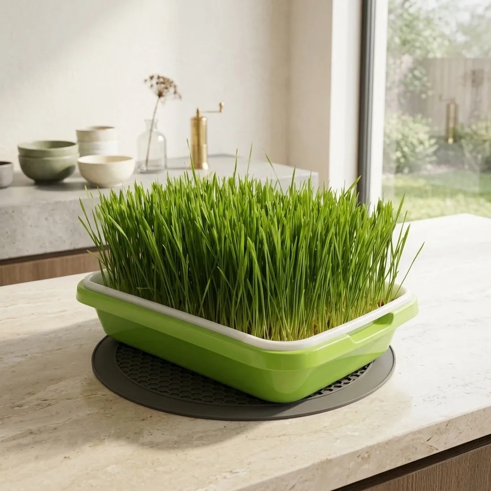 Plastic Germination Tray with Lid for Bean Sprouts Wheatgrass Mung Beans Cat Grass Large Capacity Sprouting Tool