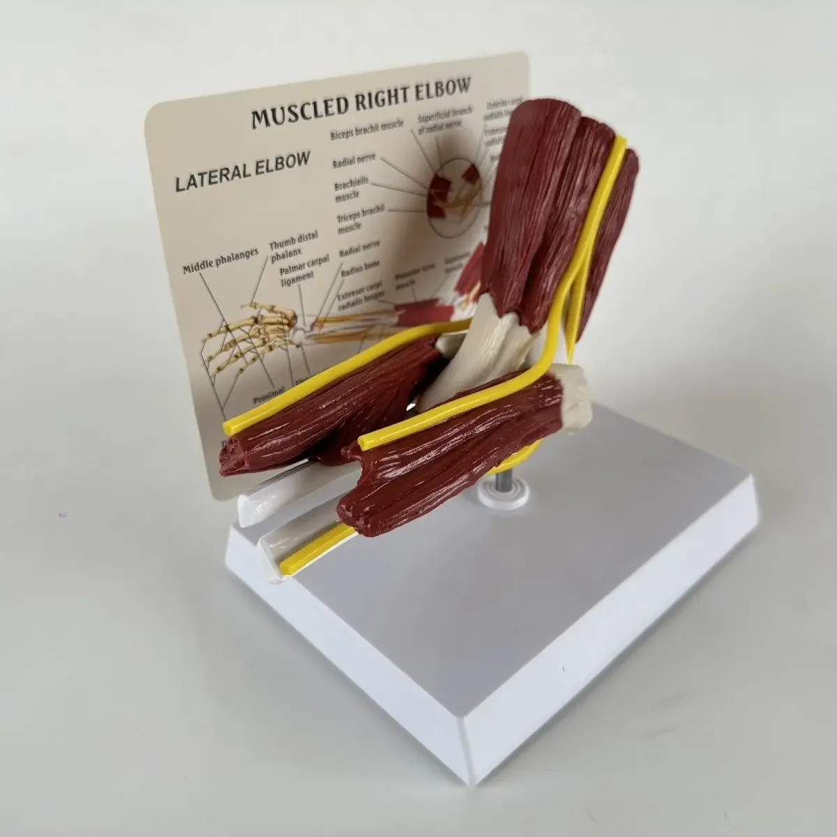 

Medical Teaching Explanation Model For Human Elbow Joint Muscle Model, Vascular Ligament Skeleton Skeleton