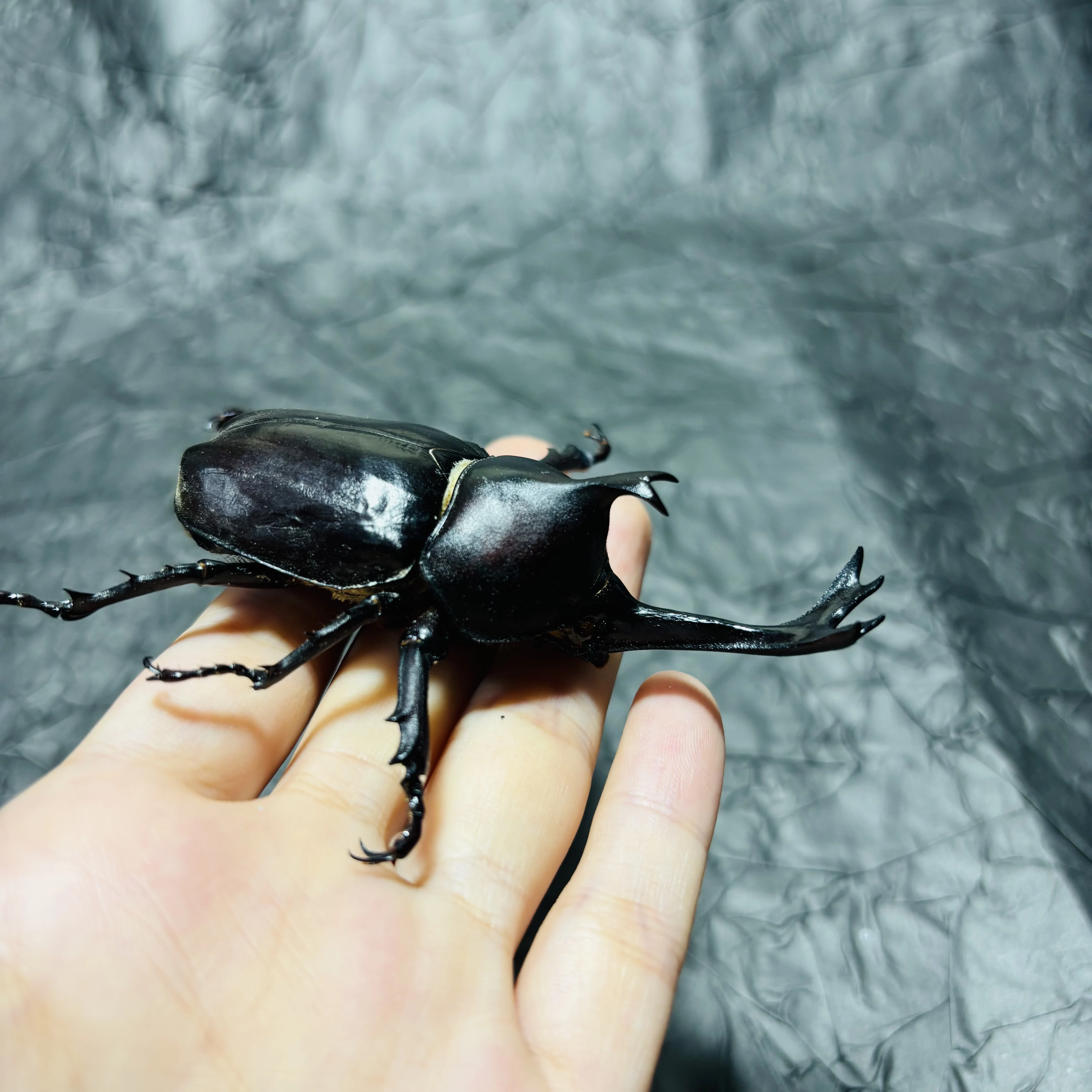 2107 Wholesale Rhinoceros Beetle Craft Model Collection Lifelike Insect Themed Desktop Ornament Handmade Decor for Gift Shop