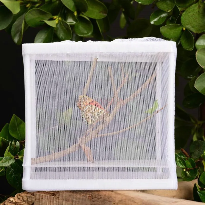 Butterfly pupae can hatch multiple varieties of non toxic cocoons. Children's pet insect observation box