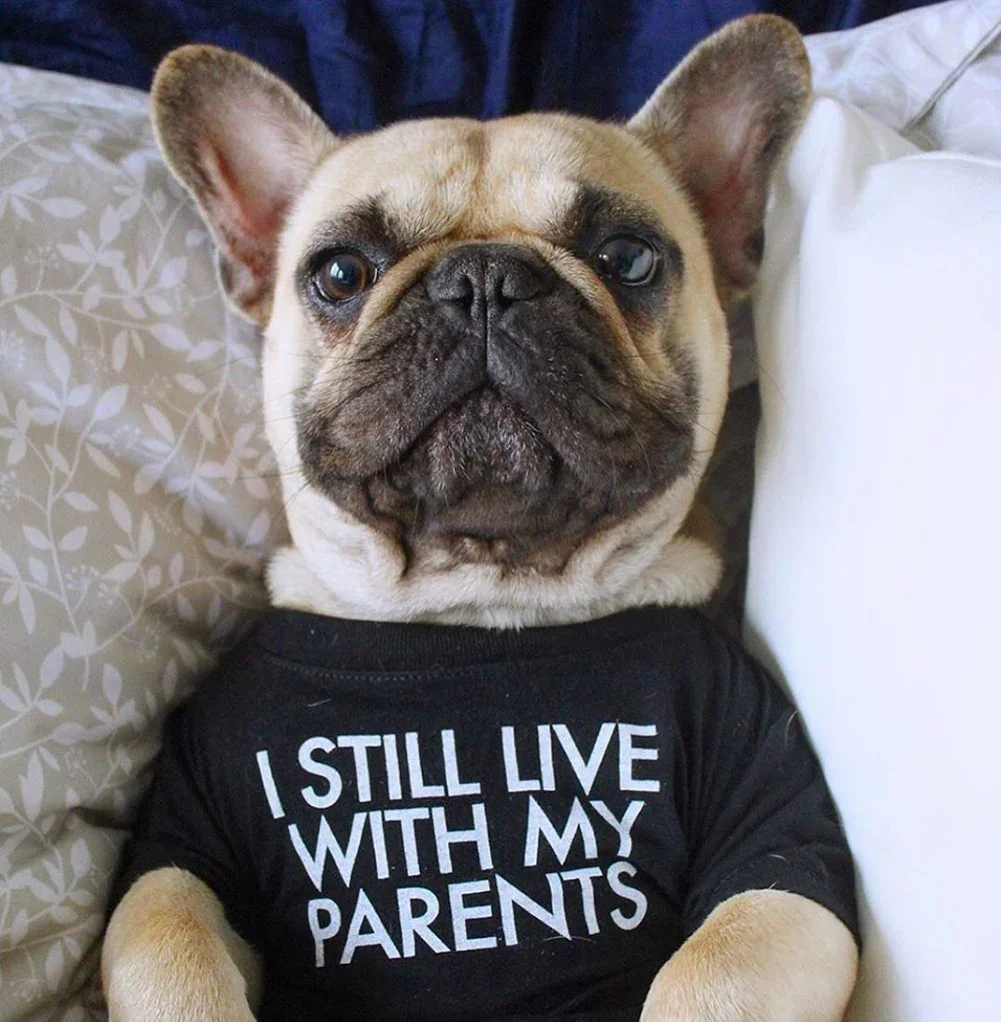 Ropa de verano y primavera para perros, ropa transpirable de calidad para mascotas, ropa con estampado de letras suaves para Bulldog Francés, camiseta para perros pequeños