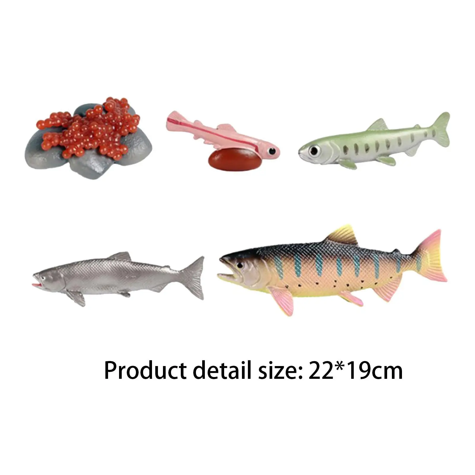 Life Cycle of Salmon Toys Teaching Props Fish Life Growth Cycle Figure Role Play Presentations Daycare Birthday Gifts Games