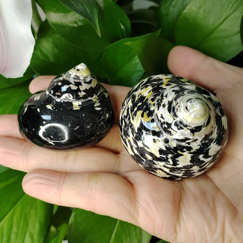 1 PC Polished Magpie Turbo Shell Black Jade Hermit Crab Seashells Crustacean Aquarium Fish Tank Landscaping Ornament Conch Gift