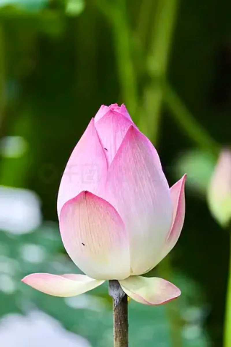 

T-HOBBYT-MOTOR P2505 KV1850 Brushless FPV Outrunner Motor 4-6S for Freestyle Version