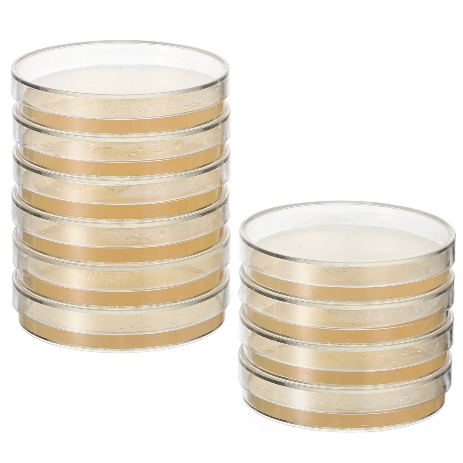 6pcs 6 PCS Agar Plates for Mycology Pre Poured Prepared Pre-poured Petri Dishes Nutrient