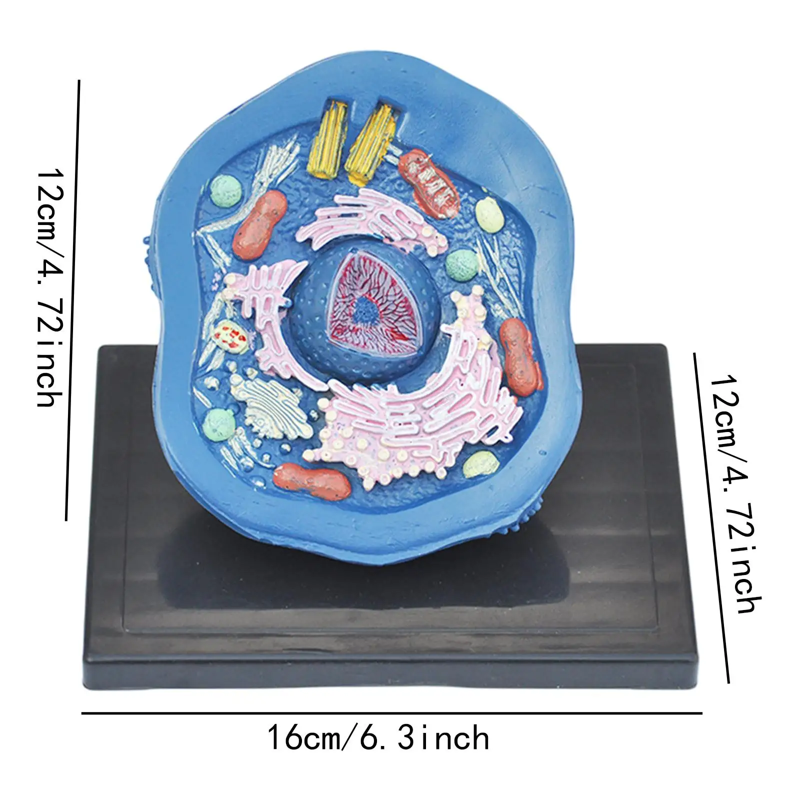 Cell Anatomy Model Clearly Experimental Model Anatomical Model Teaching Model Biology Science Projects for Classroom Learning