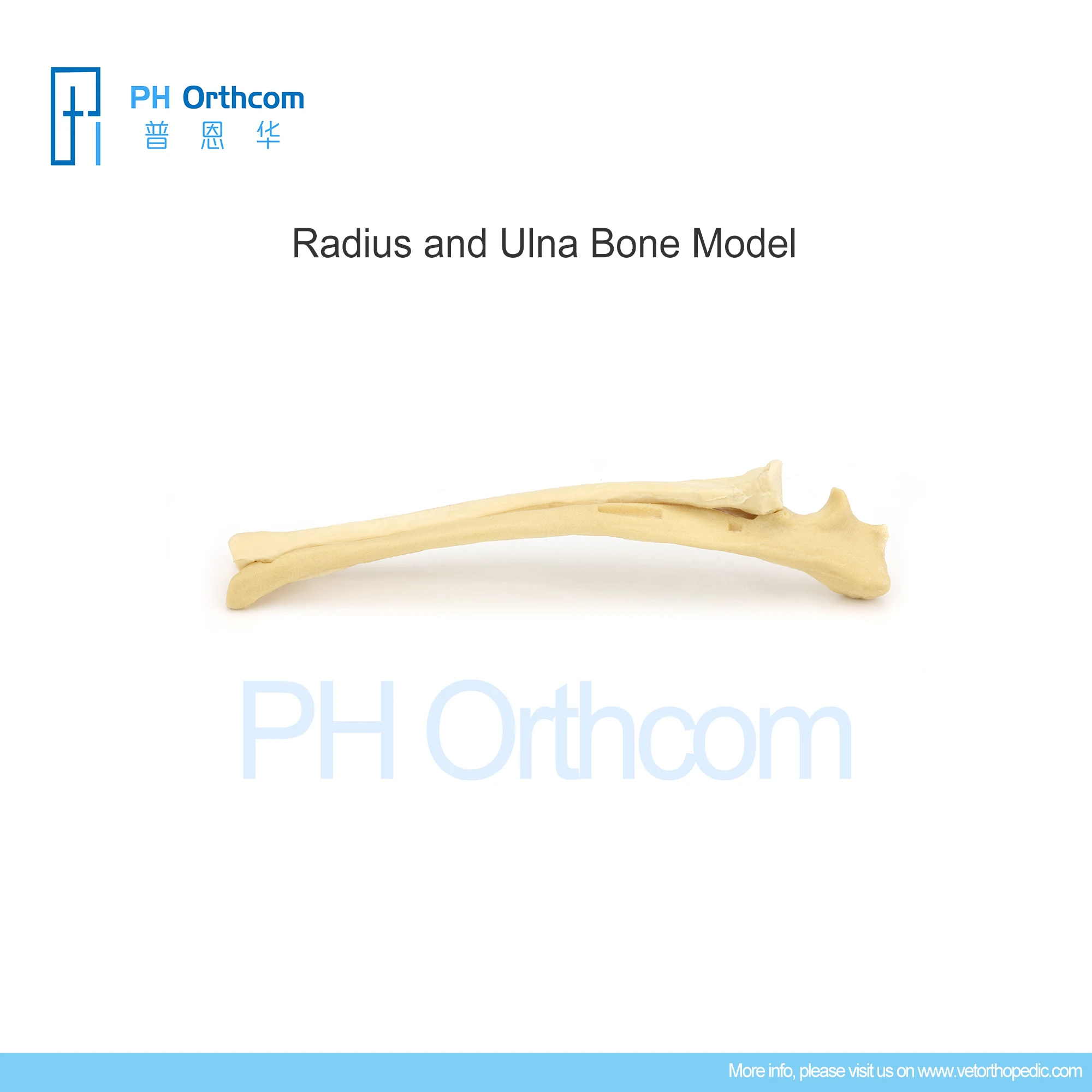 Orthopedic Ulna and Radius Bone Model Education Pets Medical Supplies and Equipment Instruments