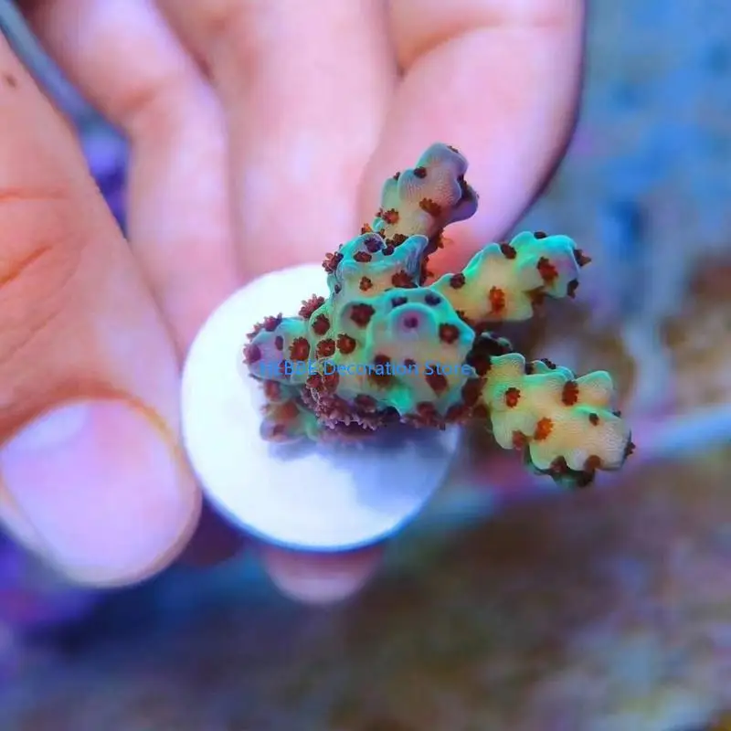 B0KC 10pcs Coral Frag Disks Ceramic Saltwater Aquarium Coral Rack Support Bracket