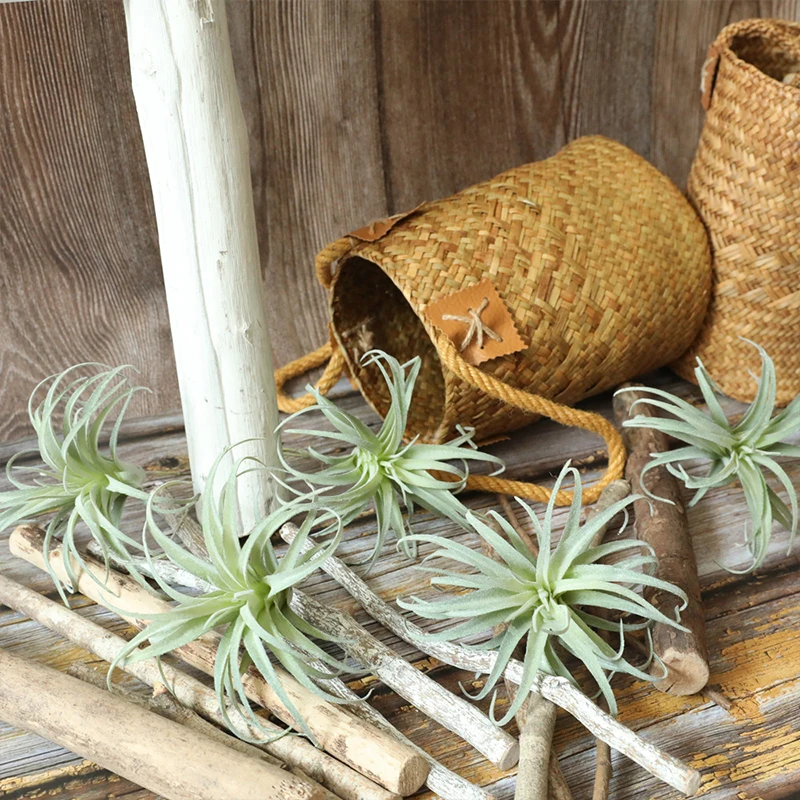 عشب أناناس اصطناعي ، نباتات هواء عصارية صغيرة ، زهور اصطناعية ، منزل ، حديقة ، شرفة ، جدار ، حفلة احتفالية ، 1 ديكور