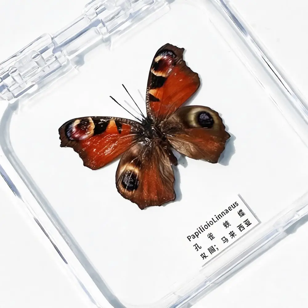 DIY Butterfly Specimen Box Craft Gift Real Biological Teaching Aid Decorative Handmade Display Case For Home Decor