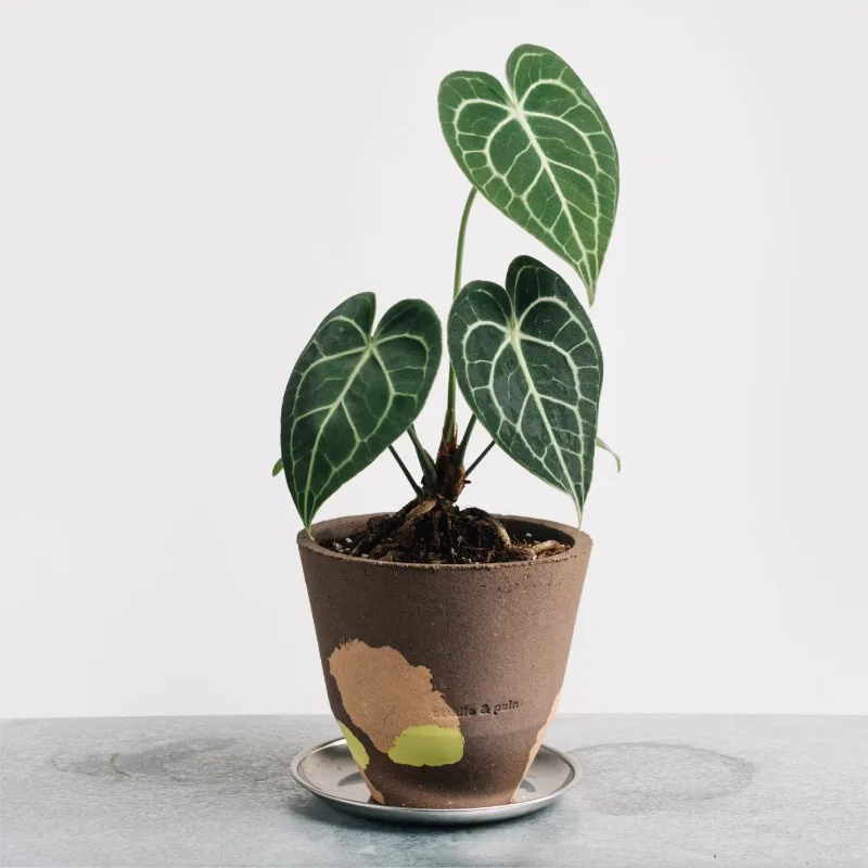 Ciireals "Pigment" | Ceramic Flower Pot | Shipped by SF Express