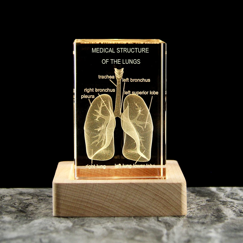 

Medical Structure Of the Lungs 3D Laser Engraved Human Organ Model, Respiratory System, Medical Science Gifts, Home Decoration